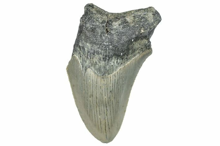 Bargain, Fossil Megalodon Tooth - Serrated Blade #295420